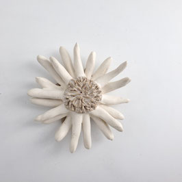 Fleur blanche