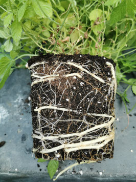 Summer sale Einzel-Jiaogulan