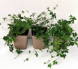 Summer sale Dreierpack