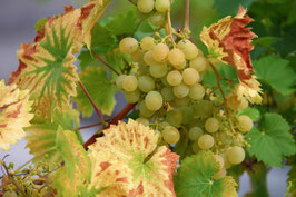 Hauswein 2025