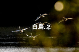 白鳥②