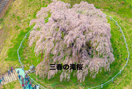 三春の滝桜