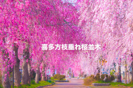 喜多方枝垂れ桜並木