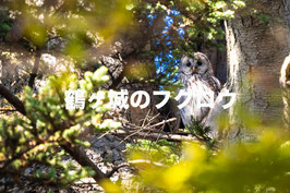 鶴ヶ城のフクロウ