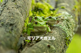 モリアオガエル