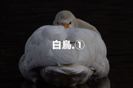 白鳥①