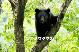 ツキノワグマ2才