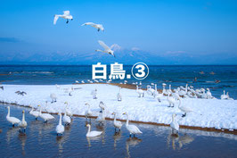 白鳥③