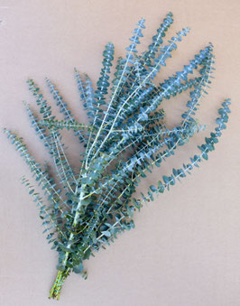 Eucalyptus bébé