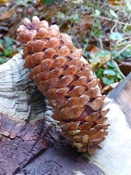 Pinus lambertiana