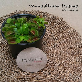VENUS ATRAPA MOSCAS