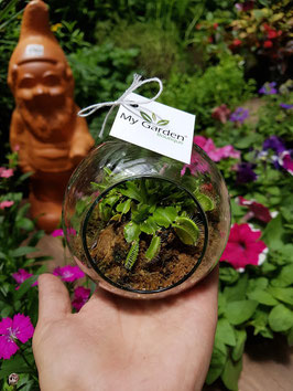 TERRARIUM CARNIVORA