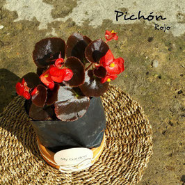 PICHÓN