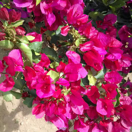 BUGANVILLEA CARNAUVA