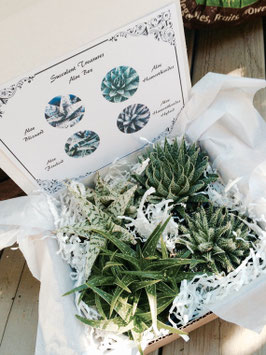 ALOE  BOX