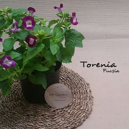 TORENIA