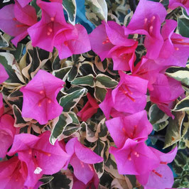 BUGANVILLEA RUSBELL