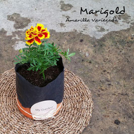 MARIGOLD