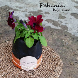 PETUNIA