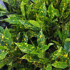 CROTON POLVO DE ORO