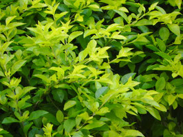 DURANTA LIMÓN