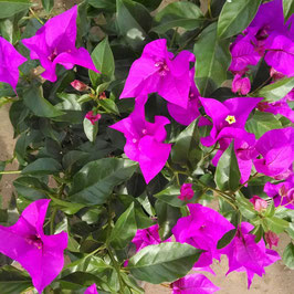 BUGANVILLEA MORADA
