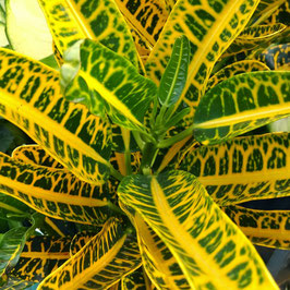 CROTON BANANA