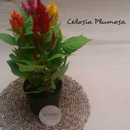 PLUMOSA