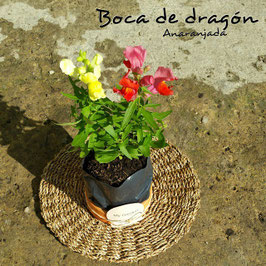 BOCA DE DRAGÓN