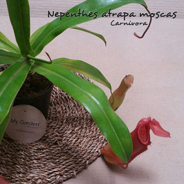 NEPHENTES PEQUEÑA