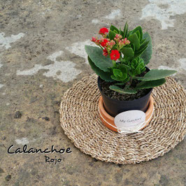 CALANCHOE