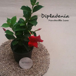 DIPLADENIA