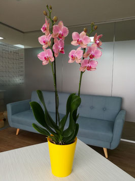 ORQUIDEA PHALAENOPSIS HYBRID DOS VARAS CON MACETA PORTAORQUIDEA