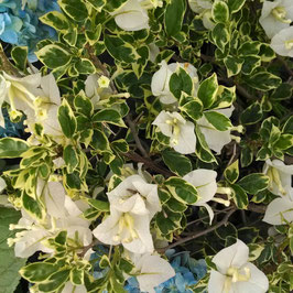 BUGANVILLEA BLANCA