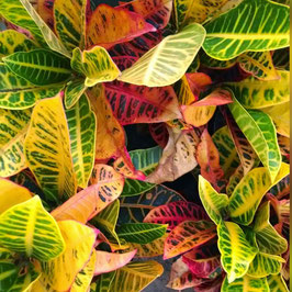 CROTON VICTORIA