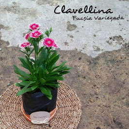 CLAVELLINA