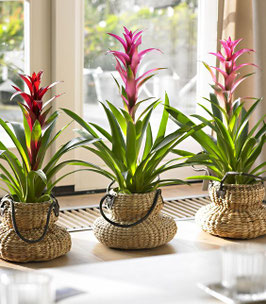 GUZMANIA