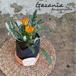GAZANIA