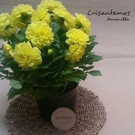 CRISANTEMOS
