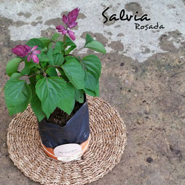 SALVIA