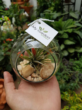TERRARIUM TILANDSIA