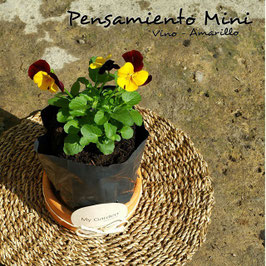 PENSAMIENTO MINI