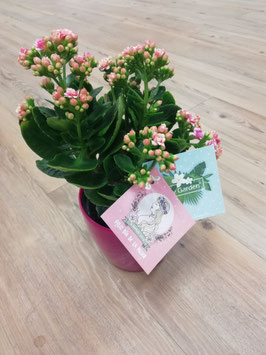 KALANCHOE EN MACETA BAHIA