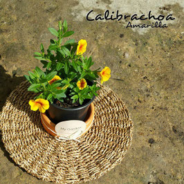 CALIBRACHOA