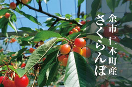 余市 仁木町産 さくらんぼ「佐藤錦」