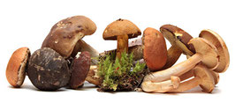 Pilze und herbstliche Genüsse