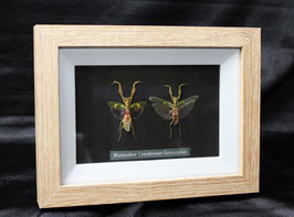 Mantodea Creobroter Gemmatus: enmarcado / framed