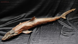 Tiburón - Shark (Carcharhinidae) 83 cm PRE-CITES
