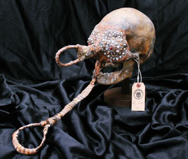 Fly River Skull