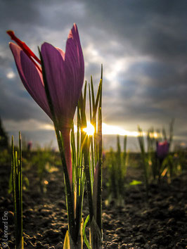 Lot de 10 bulbes de crocus sativus.